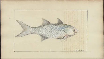 Lindsay Drawings Vol. VII