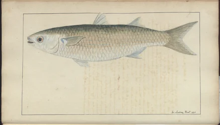 Lindsay Drawings Vol. VII, 20