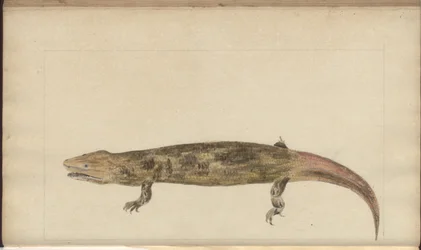 Lindsay Drawings Vol. VI