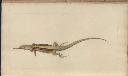 Lindsay Drawings Vol. VI