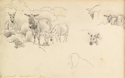 Donkeys, 1824
