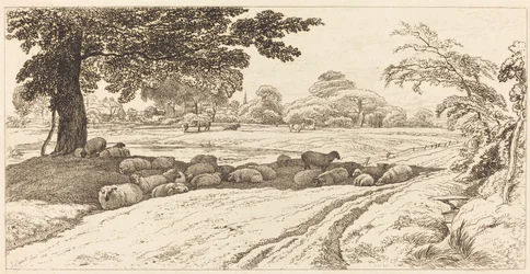 Sheep at Noon