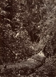 Tropical Scenery, Tropical Forest, 1871