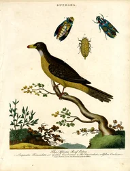 African Oxpecker and Jewel Beetles