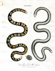 Amphisbaena: The Fuliginosa and Alba Serpents