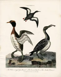 Arctic Seabirds of the Colymbus Genus