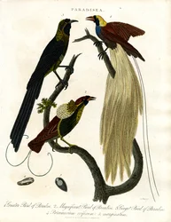 Birds of Paradise (Paradisea)