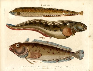Blennies (Blennius)