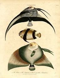 Butterflyfish: Freira, Acuauna, and Vespertilio