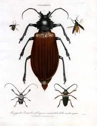 The Gigantic Cerambix of Cayenne Contrasted with the Smaller Species