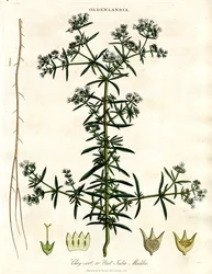 Chay-root or East-India Madder