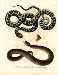 European Viper and Viper of Rhodes