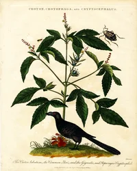 Croton; Crotophaga; and Cryptocephalus