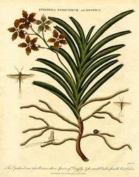 Epidendrum, Ephemera, and Erodius