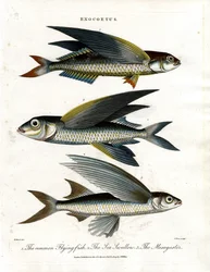 Exocoetus: Flying Fish
