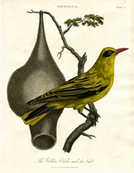 Golden Oriole and its Nest