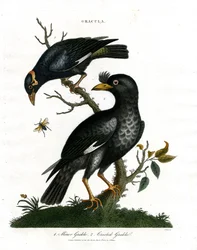 Grackles - Minor Grackle and Crested Grackle