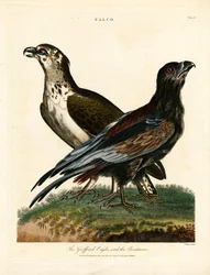 Griffard Eagle and the Boatman