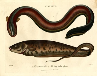 Gymnotus - The Electric Eel and the Long-tailed Carapo