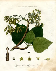 Gyrinus and Gyrocarpus