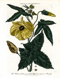 Hibiscus and Hippobosca
