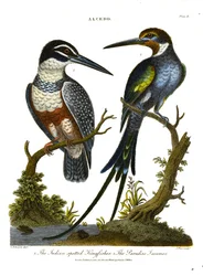 Indian Spotted Kingfisher and Paradise Jacamar