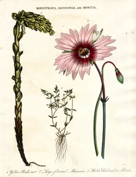 Monotropa, Monsonia and Montia - Three Botanical Genera