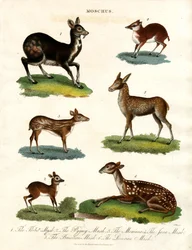 Various Species of Musk Deer
