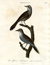 Motacilla - African Nightingale
