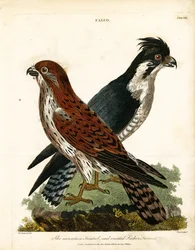 Mountain Kestrel and Crested Fisher Falcon