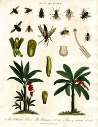 Banana Plants and Various Fly Species