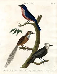 Muscicapa - Flycatcher Species