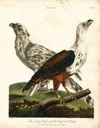 Noisy Eagle and Long-tailed Eagle