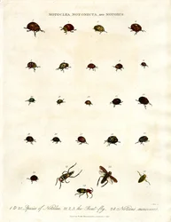 Notoclea, Notonecta, and Notoxus Beetles