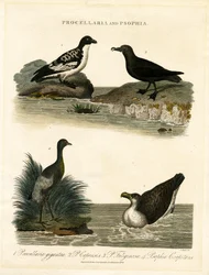 Petrels and Trumpeters