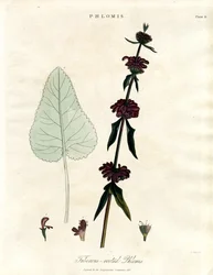 Phlomis: Tuberous-rooted Jerusalem Sage