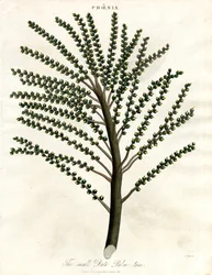 Phoenix (Date Palm)