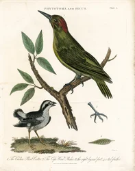 Phytotoma and Woodpecker with Anatomical Details