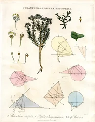 Poranthera, Porella and Porisms