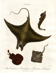 Raia species (Rays)