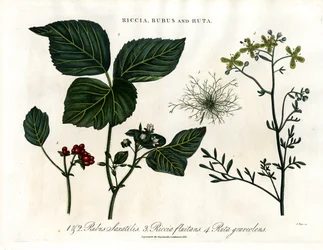 Riccia, Rubus and Ruta