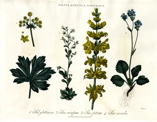 Sage, Sanicle and Saxifrage Species