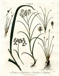 Scirpus Species
