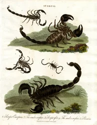 Scorpions - Various Species