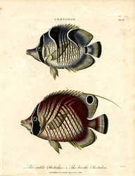 Sickle Chetodon and Bristle Chetodon