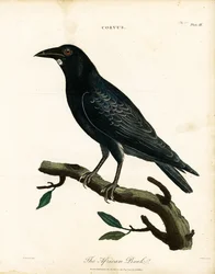 The African Rook
