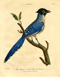 The Black-crested Jay of China