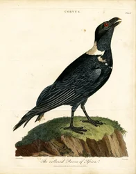 The Collared Raven of Africa