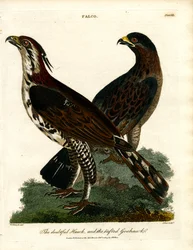 The Doubtful Hawk and the Tailed Goshawk