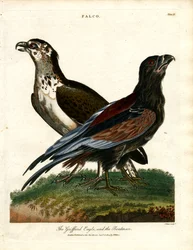 The Griffard Eagle and the Boatman